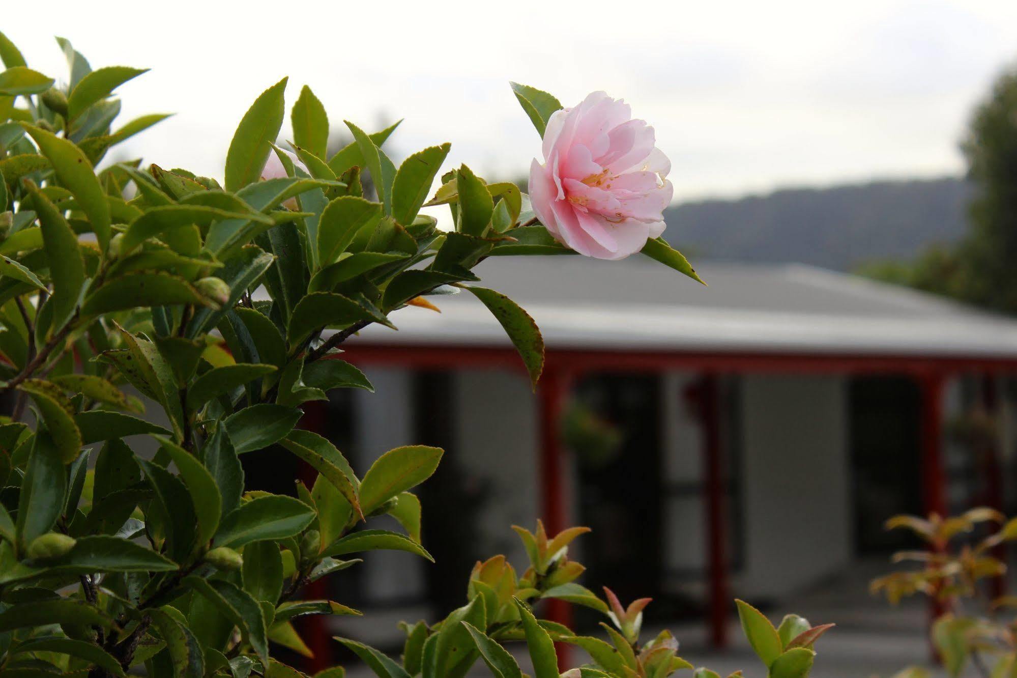 Lake Matheson Motel Глетчер Фокс Екстериор снимка
